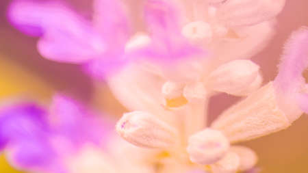 Blur flower pink purple macro focus pastel soft color nature backgroundの写真素材