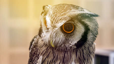 Small pet owl with big round yellow eyesの写真素材