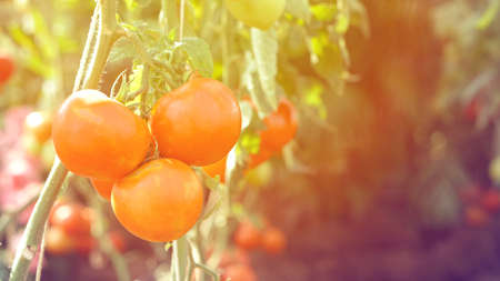 Red tomatoes vine in organic farm with copy spaceの写真素材