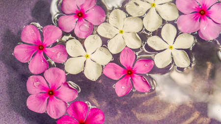 Pink and white flower floating on spa water with copy spaceの写真素材