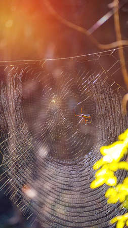 Poision spider on web, natural trap in forestの写真素材