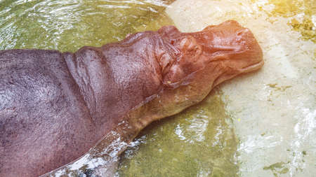 Hippopotamus sleeping in water with happy smileの写真素材