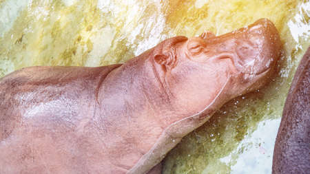 Hippopotamus sleeping in water with happy smileの写真素材