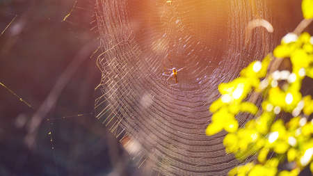 Poision spider on web, natural trap in forestの写真素材