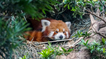 Red panda, lesser panda behind trees in tropic jungleの写真素材