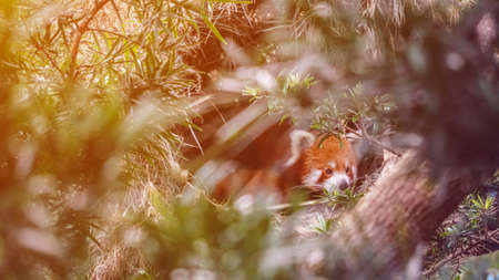 Red panda, lesser panda behind trees in tropic jungleの写真素材