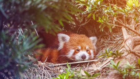Red panda, lesser panda behind trees in tropic jungleの写真素材