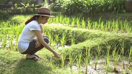 Modern Asian woman with straw hat at rice file, nature imerge lifestyleの写真素材