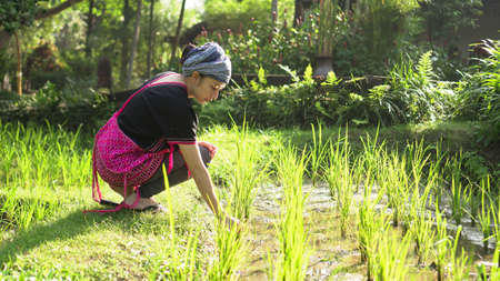 Asian ethnic woman with native dress smile at her mornign organic rice fieldの写真素材
