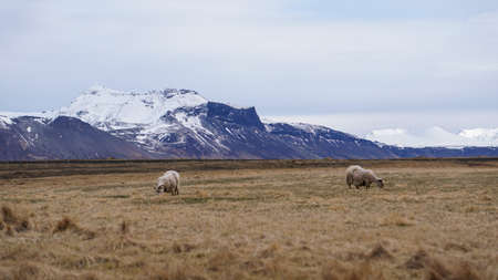Sheep ram fur shaved grazing in Iceland farm livestock landscapeの写真素材