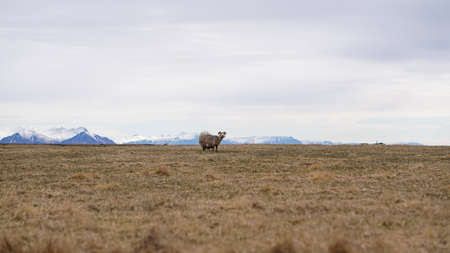 Sheep ram fur shaved grazing in Iceland farm livestock landscapeの写真素材