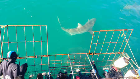 Close up shot large shark next to white shark cage diving in South Africa scary extreme viewの写真素材