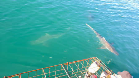 Close up shot large shark next to white shark cage diving in South Africa scary extreme viewの写真素材