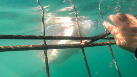 Close up shot large shark next to white shark cage diving in South Africa scary extreme viewの写真素材