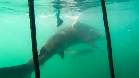 Close up shot large shark next to white shark cage diving in South Africa scary extreme viewの写真素材