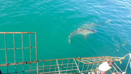 Close up shot large shark next to white shark cage diving in South Africa scary extreme viewの写真素材