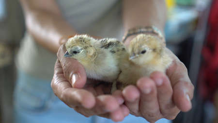 Two newborn chickens in farmer hands new life born