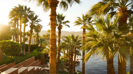 Nile river bank in Egypt sunset and palm tree with sand dessert slope