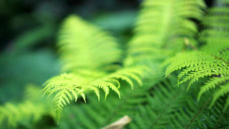 Close up fern forest with beautiful river and mossy forest background tropical nature