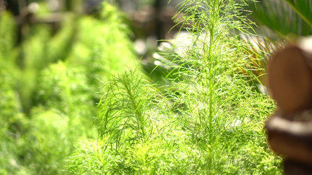 Fresh dill herb plant home garden in morning sunlightの写真素材