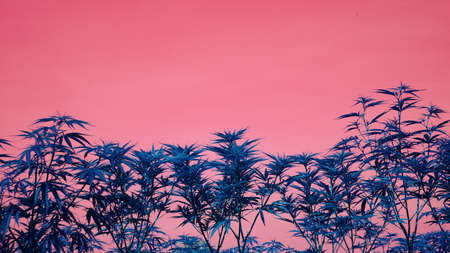 Farm marijuana weed new medical purpose legalize economic crops agriculturalの写真素材