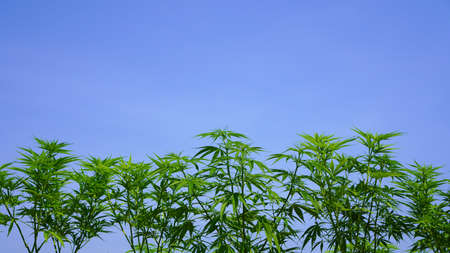 Farm marijuana weed new medical purpose legalize economic crops agriculturalの写真素材
