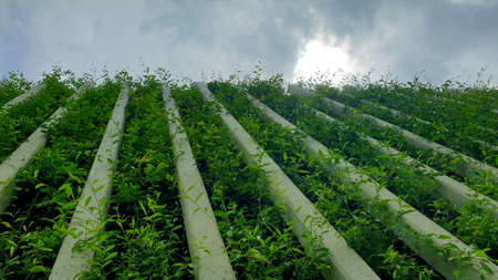 Green vertical tree walll rows building and nature harmony lifestyle in urban lifeの写真素材