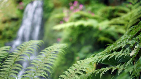 Close up fern forest with beautiful waterfall and mossy forest background tropical lush natureの写真素材