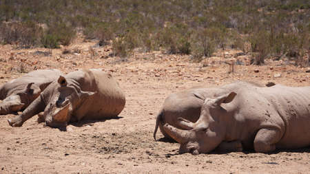 Group of white rhinoceroses bathing in sun after dipping in mud wildlife seserve in South Africaの写真素材