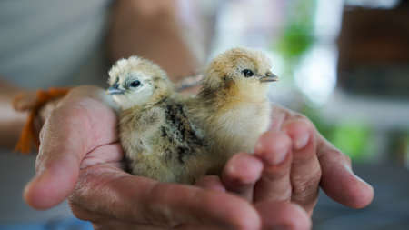 hands hold newborn little silkie chickens farm industry egg animalの写真素材