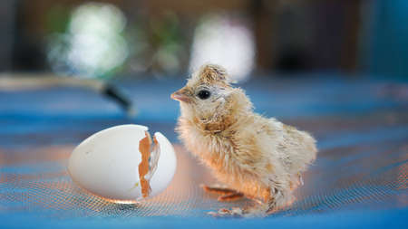 Small chicks silky silkie chicken hatched from egg cute little newborn wetの写真素材