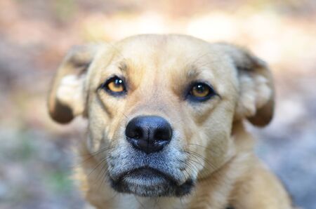 Portrait of an animal protection dog
