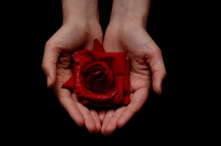 Hands offering a red flowerの写真素材