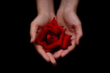 Hands offering a red flowerの写真素材