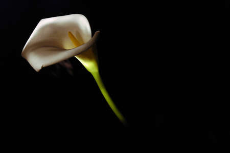 White flower on dark background and dramatic lightingの写真素材