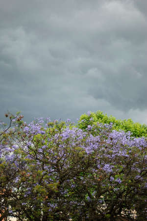 Storm clouds over green tree with flowersの写真素材
