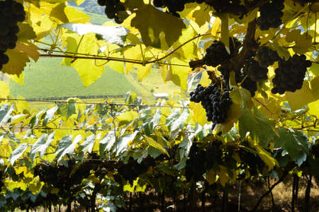 Grapes and grapevine at a vineyard in the south region of Brazilの写真素材