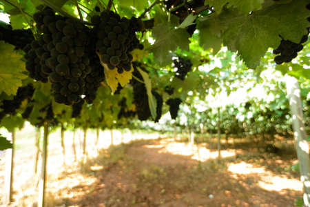 Grapes and grapevine at a vineyard in the south region of Brazilの写真素材