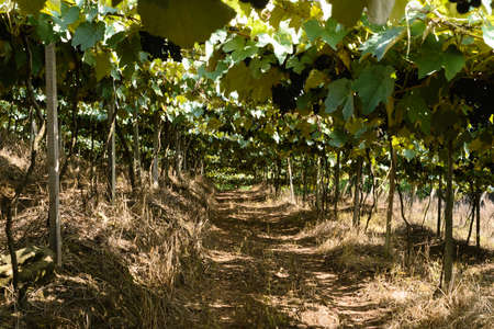 Grapes and grapevine at a vineyard in the south region of Brazilの写真素材