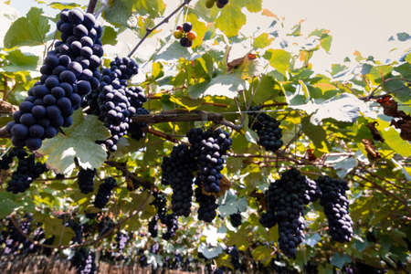 Grapes and grapevine at a vineyard in the south region of Brazilの写真素材