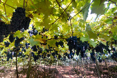 Grapes and grapevine at a vineyard in the south region of Brazilの写真素材