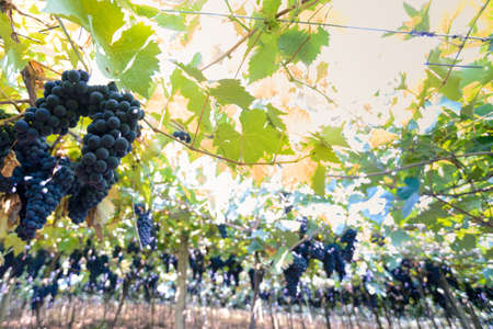 Grapes and grapevine at a vineyard in the south region of Brazilの写真素材