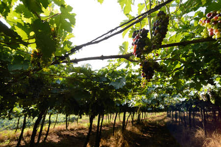 Grapes and grapevine at a vineyard in the south region of Brazilの写真素材