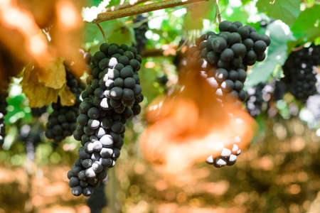 Grapes and grapevine at a vineyard in the south region of Brazil