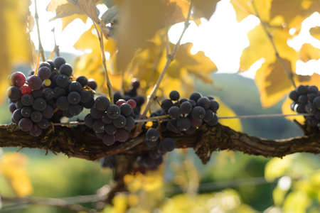Grapes and grapevine at a vineyard in the south region of Brazilの写真素材