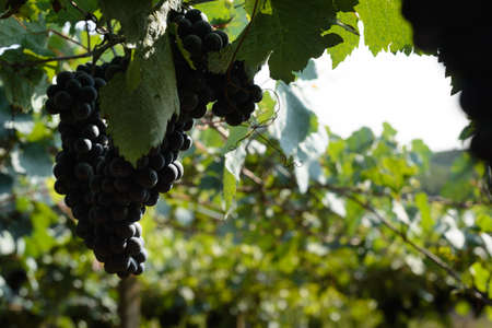 Grapes and grapevine at a vineyard in the south region of Brazilの写真素材