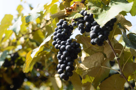 Grapes and grapevine at a vineyard in the south region of Brazilの写真素材