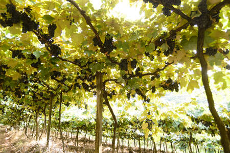 Grapes and grapevine at a vineyard in the south region of Brazilの写真素材