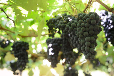 Grapes and grapevine at a vineyard in the south region of Brazilの写真素材