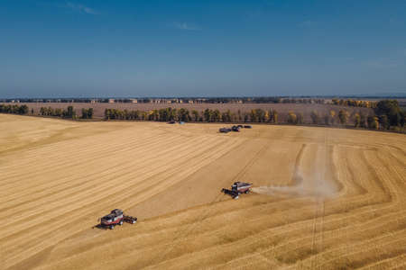 the harvester in the field harvests the crop